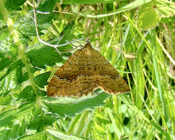 yellow shell